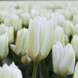 Flowerbulbs amsterdam Purissima - 15 bloembollen - Maat 12+ (8720938490156)