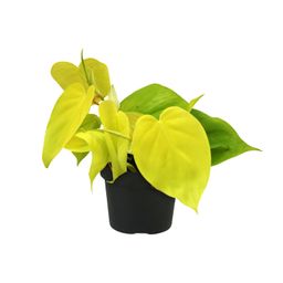 Philodendron Lime (12450)