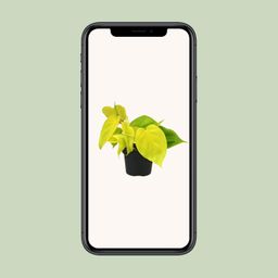 Philodendron Lime (12450)