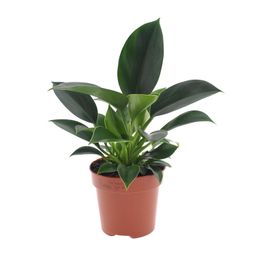 Philodendron Green Princess (11335)