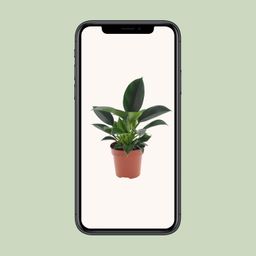 Philodendron Green Princess (11335)