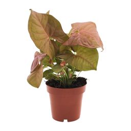 Syngonium Neon (11280)