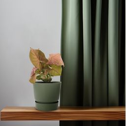 Syngonium Neon (11280)