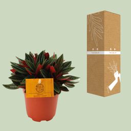 Peperomia Caperata Rosso (16067)