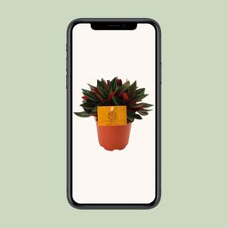 Peperomia Caperata Rosso (16067)