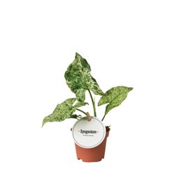 Syngonium Mottled (46588)