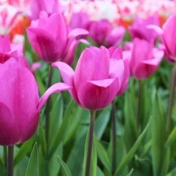 Flowerbulbs amsterdam Gomera - 15 bloembollen - Maat 12+ (8720938490019)