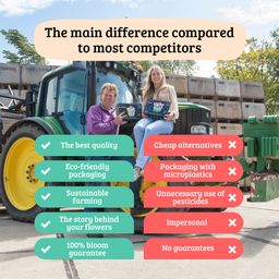 Flowerbulbs amsterdam Gomera - 15 bloembollen - Maat 12+ (8720938490019)