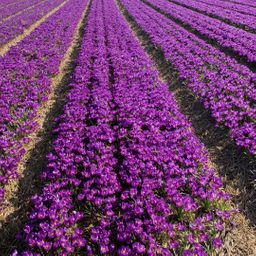 Flowerbulbs amsterdam Flower Record - 20 bloembollen - Maat 8+ (8720938490002)