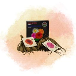 Flowerbulbs amsterdam Mix Outdoor Happiness, Dahlia Little Robert & Dahlia Heatwave, 2 stuks (8720938490514)