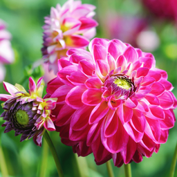 Flowerbulbs amsterdam Mix Outdoor Happiness, Dahlia Little Robert & Dahlia Heatwave, 2 stuks (8720938490514)