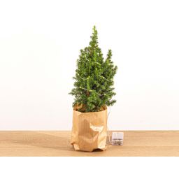 Mini-kerstboom - Chamaecyparis - 25-30 cm hoog + Verlichting (8720872023014)
