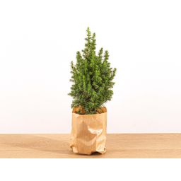 Mini-kerstboom - Chamaecyparis - 25-30 cm hoog + Verlichting (8720872023014)
