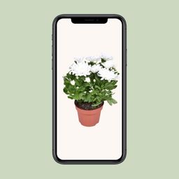 Chrysanthemum Brave (30242)