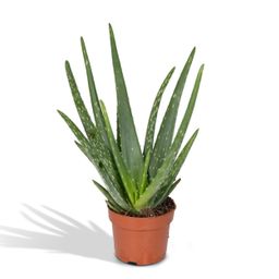 Aloe vera - - Ø12 - ↨40cm (8720634284134)