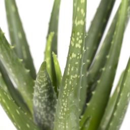 Aloe vera - - Ø12 - ↨40cm (8720634284134)