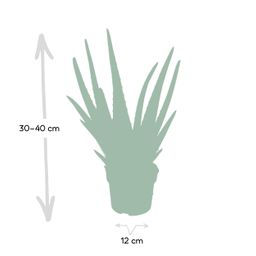 Aloe vera - - Ø12 - ↨40cm (8720634284134)