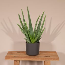 Aloe vera - - Ø12 - ↨40cm (8720634284134)