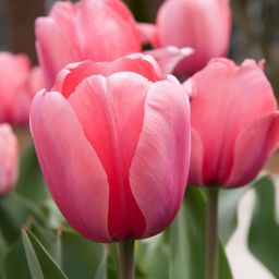 Flowerbulbs amsterdam Pink Impression - 15 bloembollen - Maat 12+ (8720938490200)
