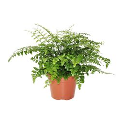 Asplenium Parvati (8720634284189)