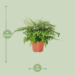 Asplenium Parvati (8720634284189)