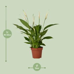 Spathiphyllum Bingo Cupido (8720634285322)