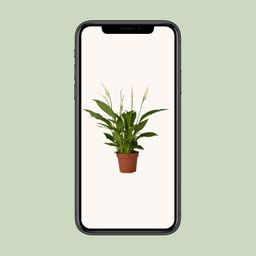 Spathiphyllum Bingo Cupido (8720634285322)