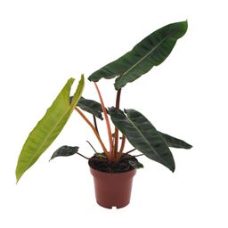 Philodendron Billietiae (11147)