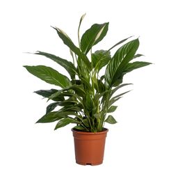 Spathiphyllum Vivaldi (12232)