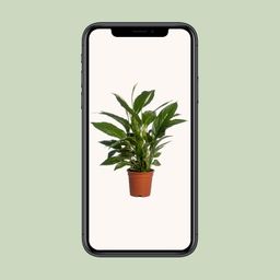 Spathiphyllum Vivaldi (12232)