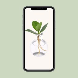 Clusia In Samoa Glas (11191)