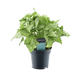 Syngonium White Butterfly Feel Green (16358)