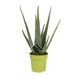 Aloe Vera (11072)