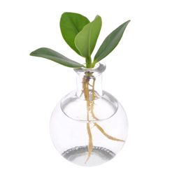 Clusia In Samoa Glas (11191)