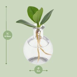 Clusia In Samoa Glas (11191)