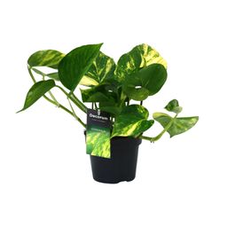 PROMO - Scindapsus (Epipremnum) Aureum (12448)