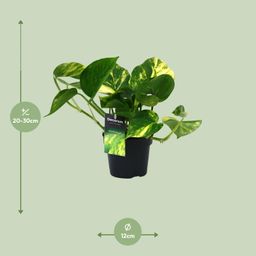 PROMO - Scindapsus (Epipremnum) Aureum (12448)