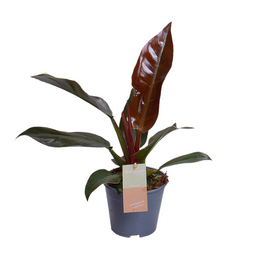 Philodendron Imperial Red Feel Green (16348)
