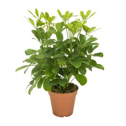 Schefflera Nora (16569)