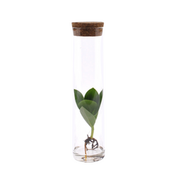 Clusia In Tube Glas (11139)