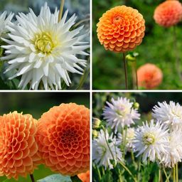 Flowerbulbs amsterdam Mix Orange Pride, Dahlia Playa Blanca & Dahlia Ralphie, 2 stuks (8720938490484)