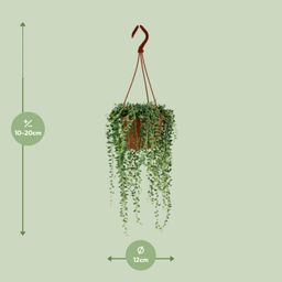 Senecio Herreianus (12406)