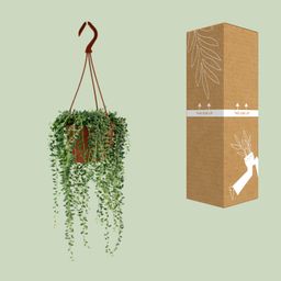 Senecio Herreianus (12406)