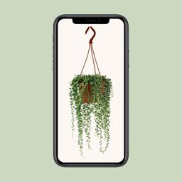 Senecio Herreianus (12406)