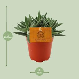 Crassula Tenelli (16079)