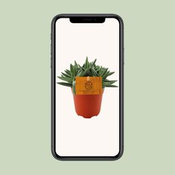 Crassula Tenelli (16079)