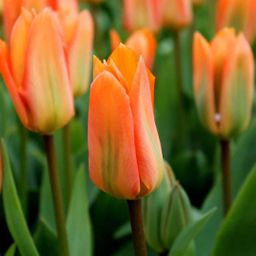 Flowerbulbs amsterdam Orange Emperor - 15 bloembollen - Maat 12+ (8720938490149)