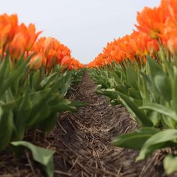 Flowerbulbs amsterdam Orange Emperor - 15 bloembollen - Maat 12+ (8720938490149)