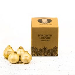 Flowerbulbs amsterdam Louvre - 10 bloembollen - Maat 14/15 (8720938490033)