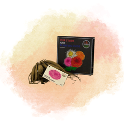 Flowerbulbs amsterdam Dahlia Little Robert, ronde en opgekrulde bloemblaadjes (8720938490422)